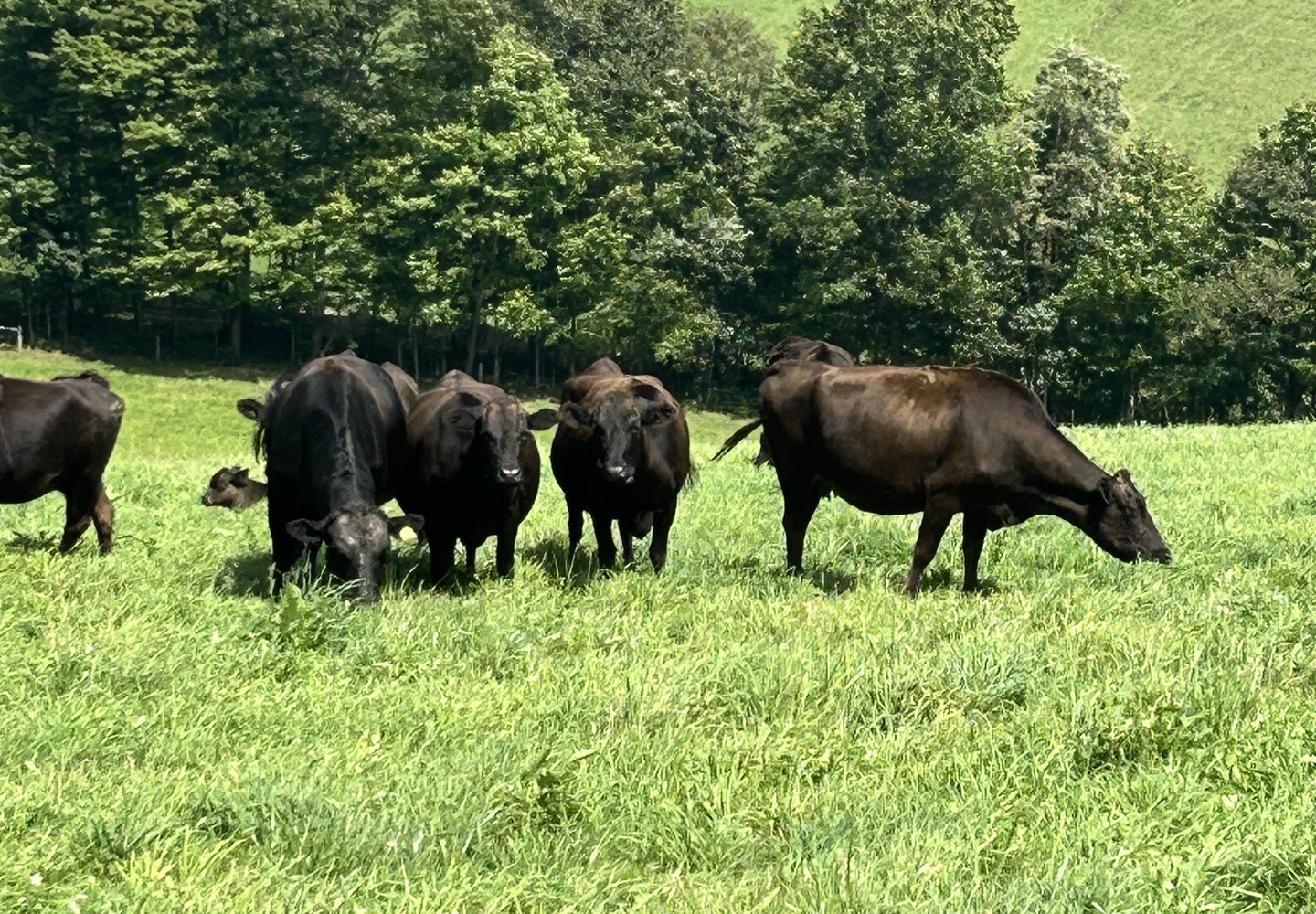 Black Angus cattle