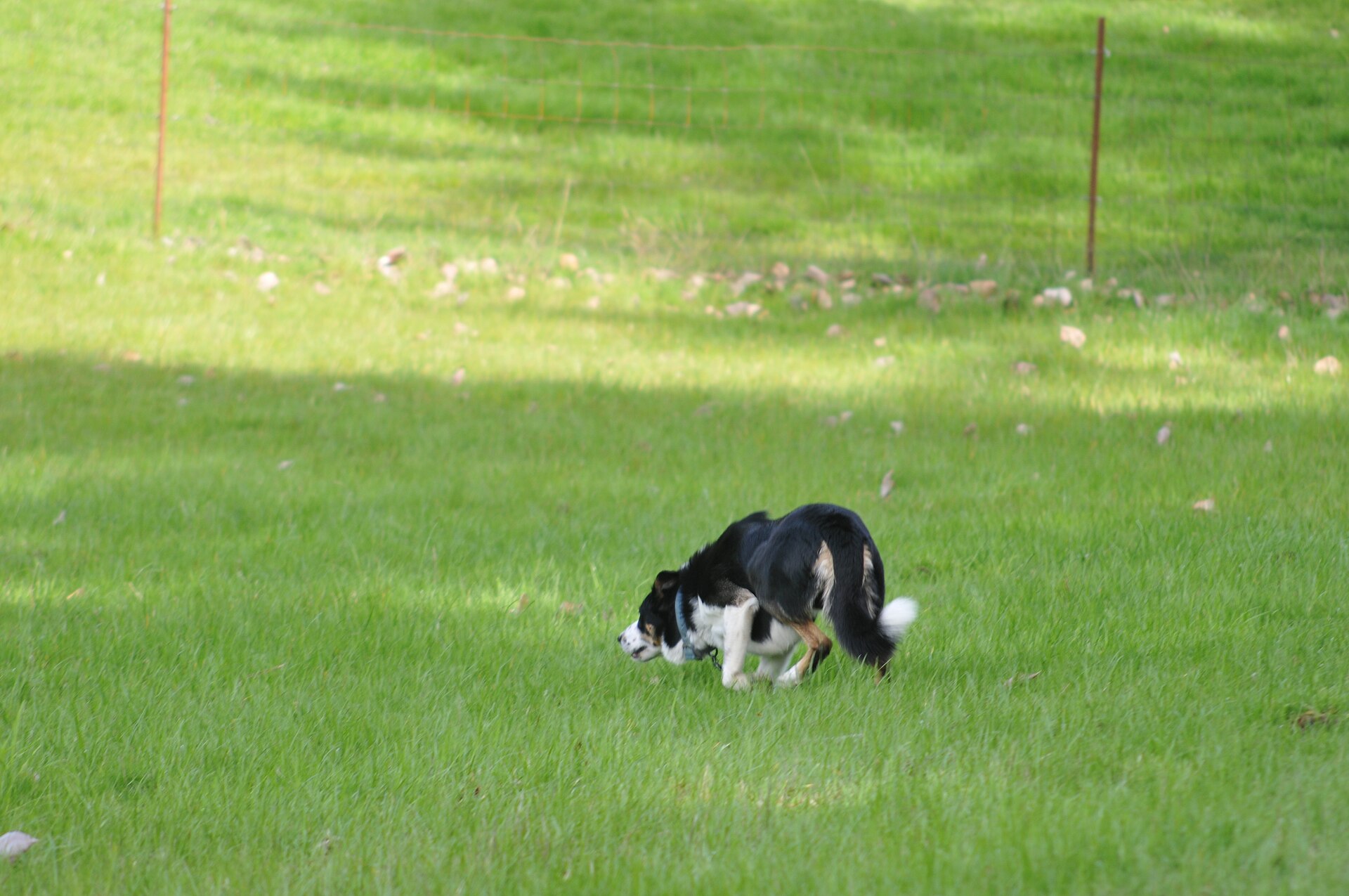 Border Collie working a flock of sheep
